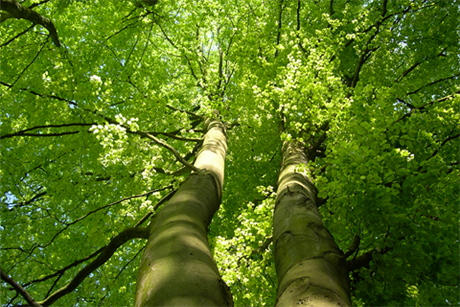 Le bois pour nos escaliers provient de forêts locales